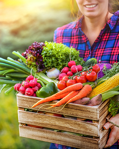 farm fresh basket of vegetables with carrots, tomatoes and corn